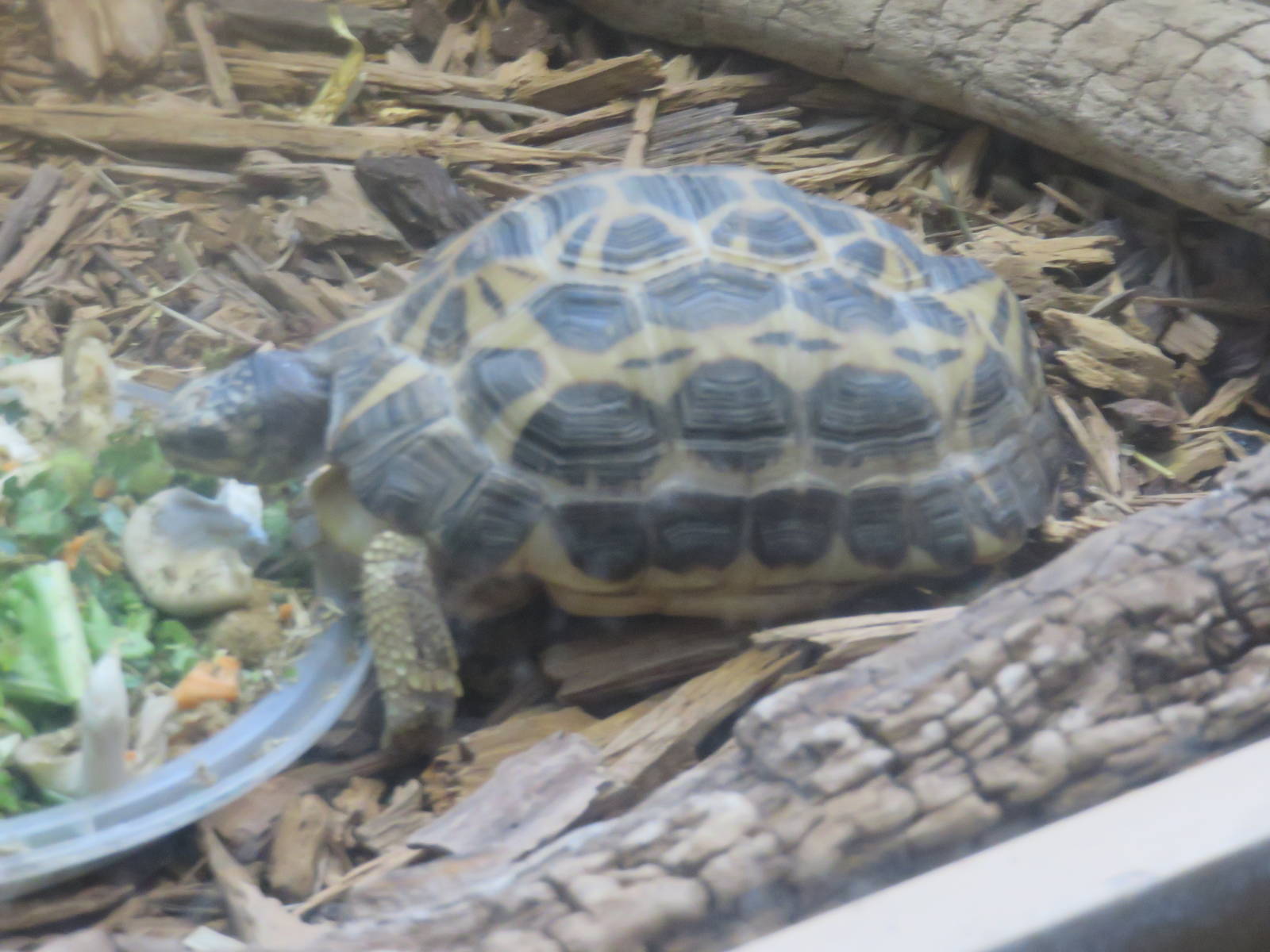 Reptile Discovery Center - Spider Tortoise