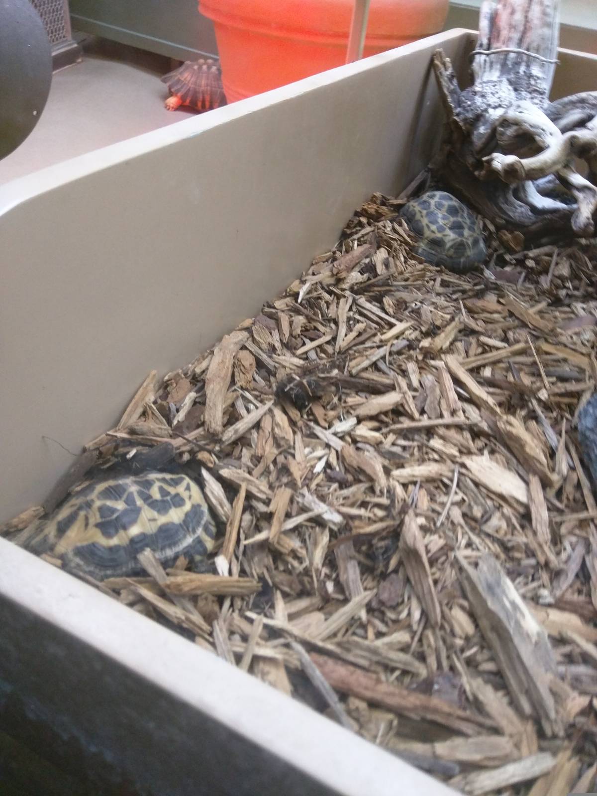 Reptile Discovery Center - Spider Tortoise
