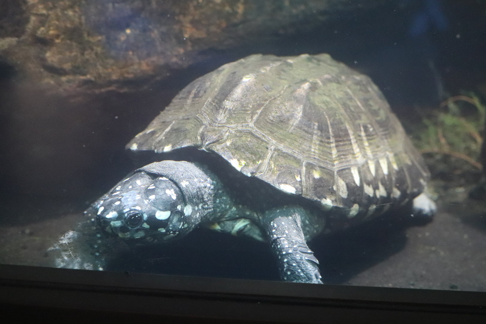 Reptile Discovery Center - Spotted Pond Turtle