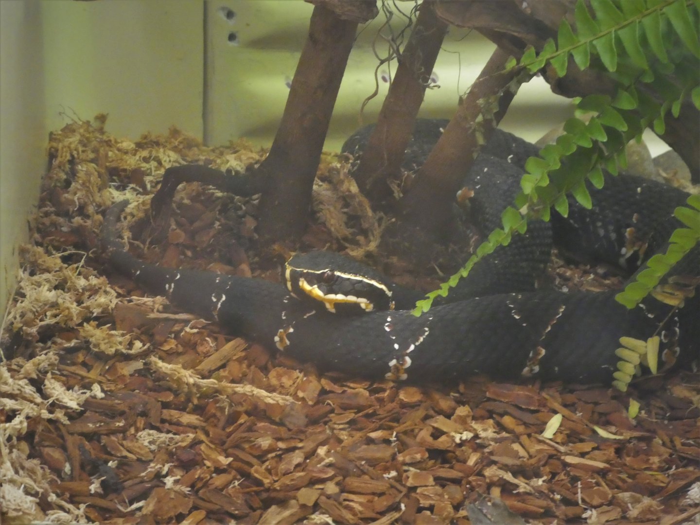 Reptile Discovery Center - Taylor's Cantil