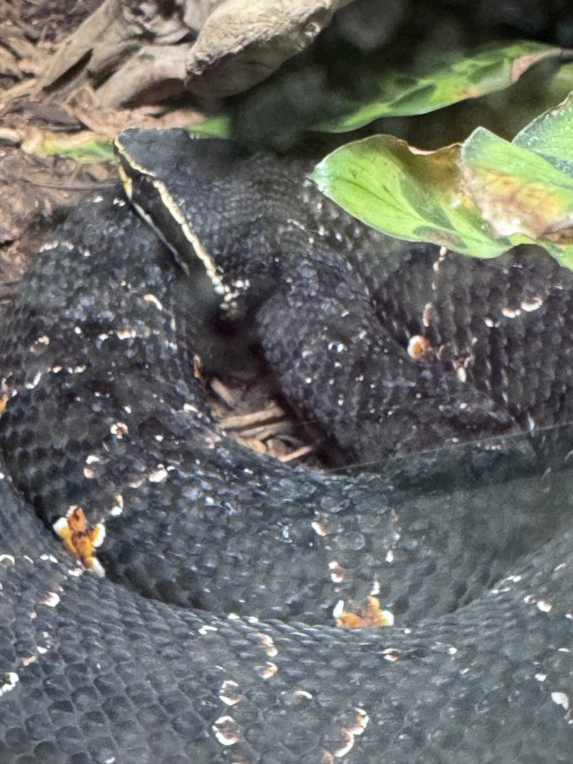 Reptile Discovery Center- Taylor’s cantil