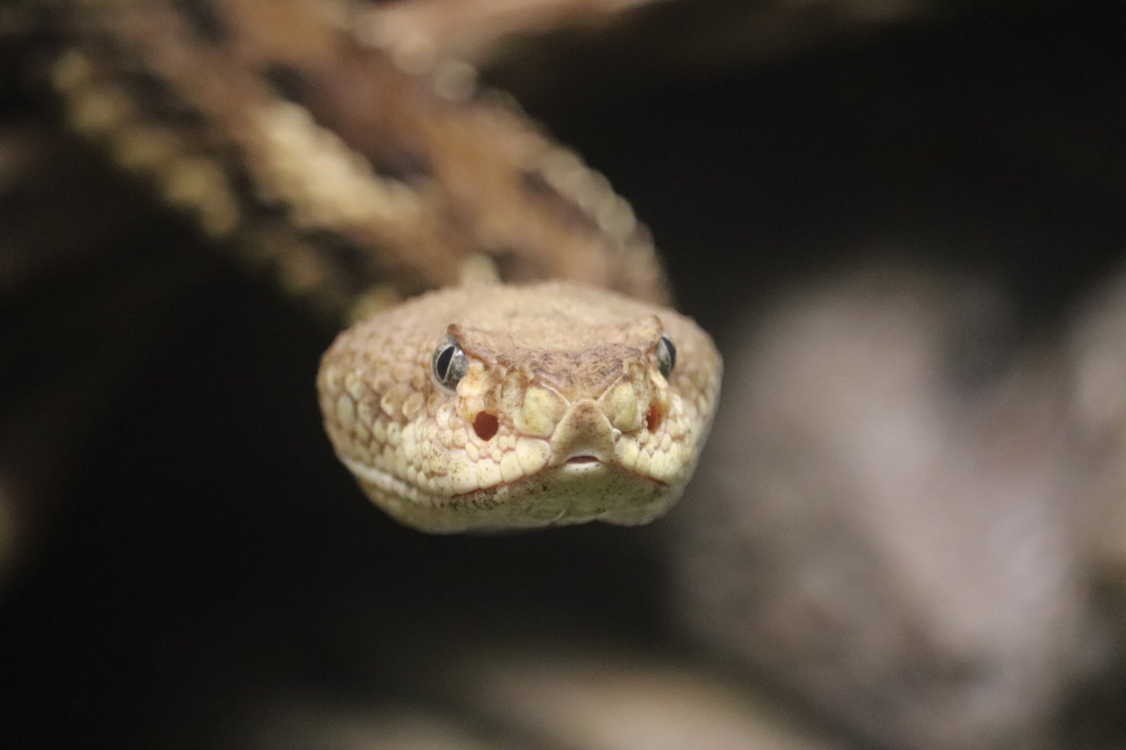 Reptile Discovery Center - Timber Rattlesnake