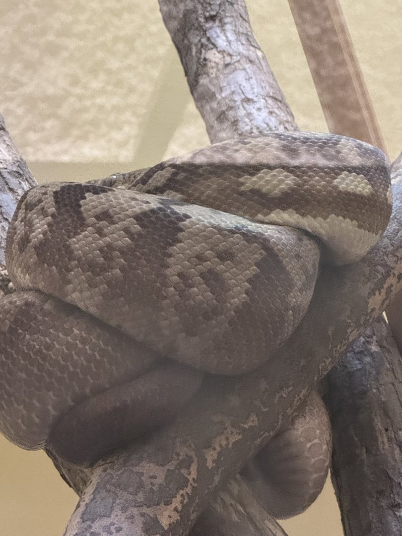 Reptile Discovery Center- Timor python(python timorenesis)