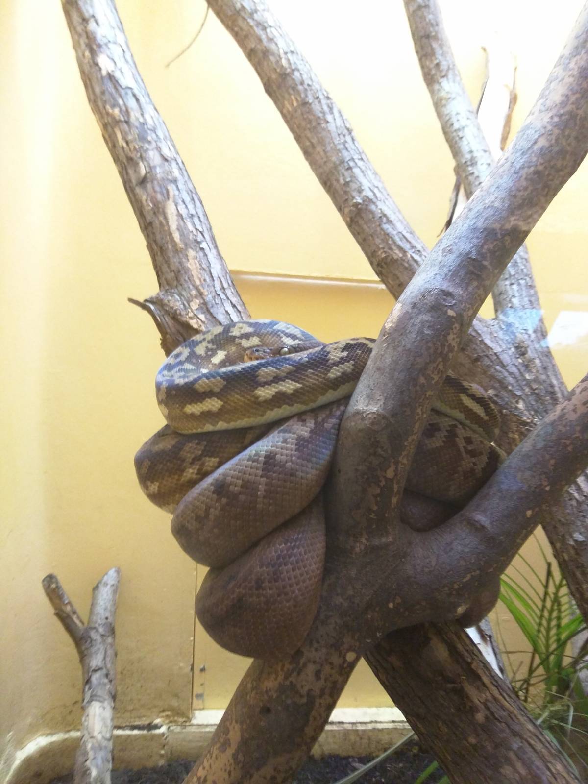 Reptile Discovery Center - Timor Python