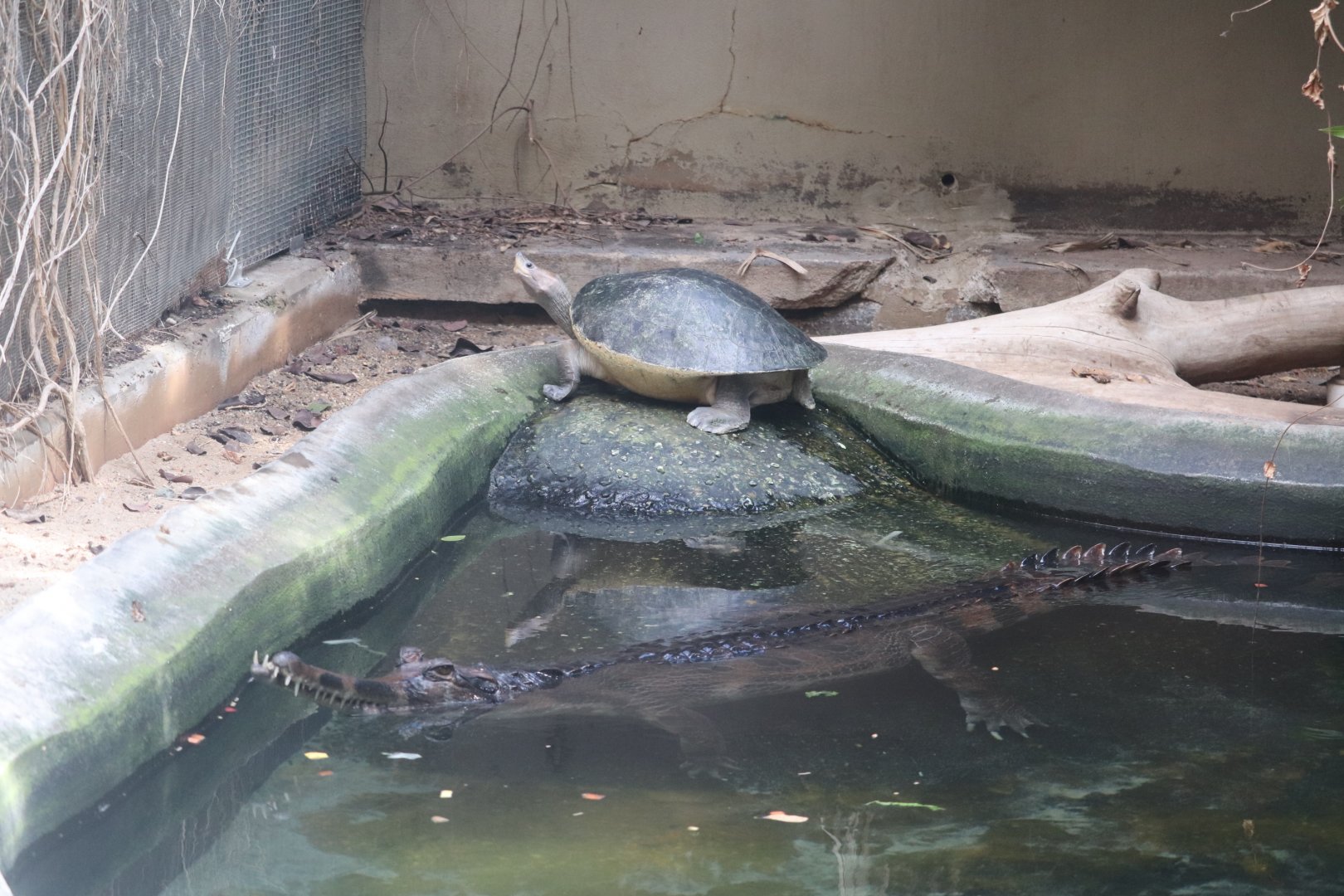 Reptile Discovery Center - Tomistoma - Painted Terrapin