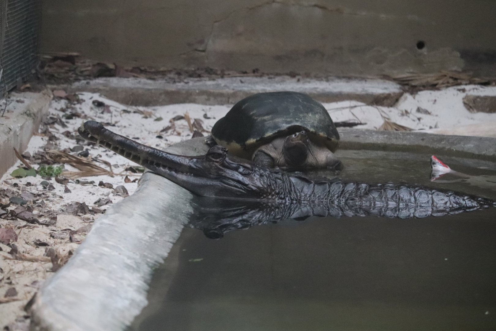 Reptile Discovery Center - Tomistoma - Painted Terrapin