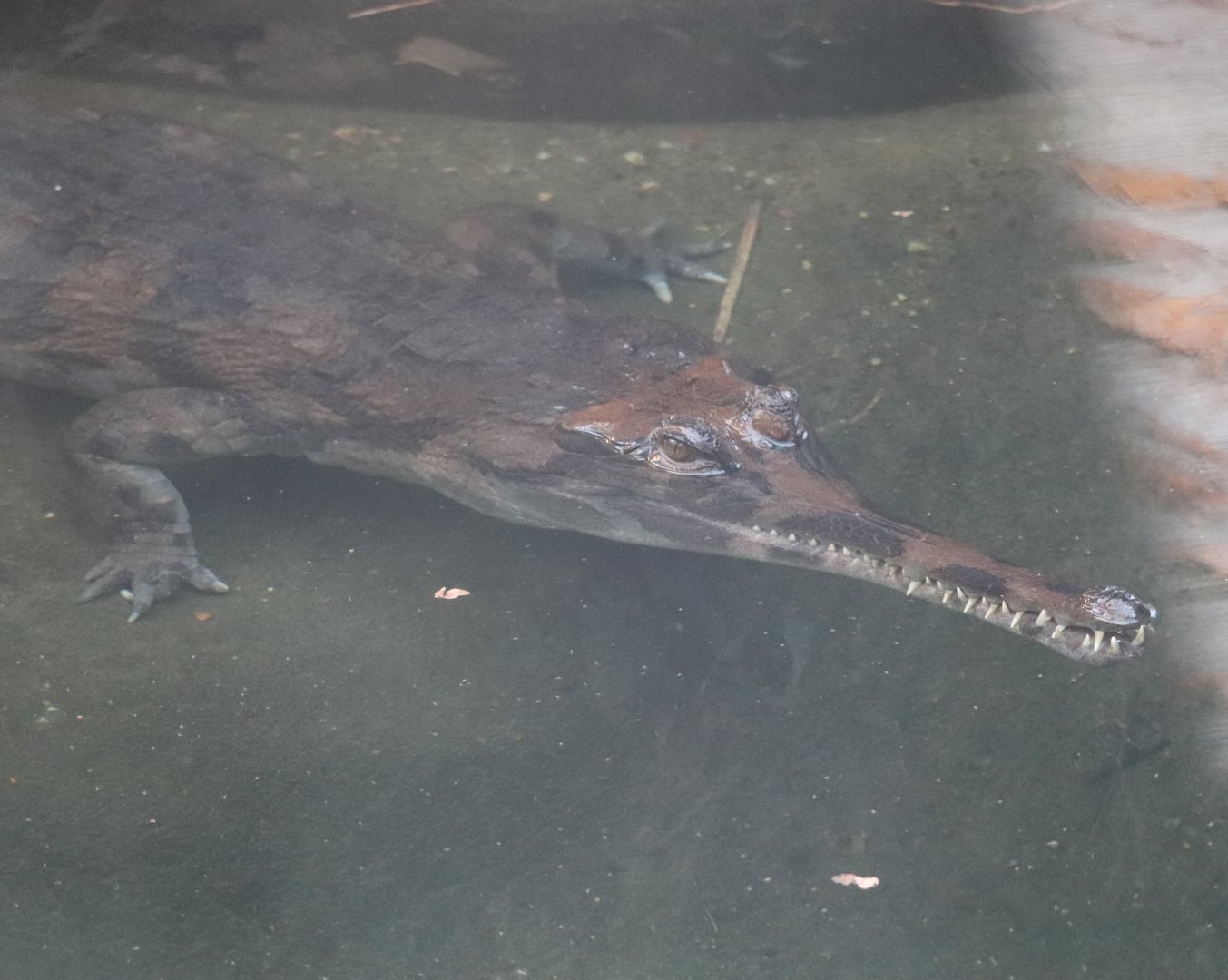 Reptile Discovery Center - Tomistoma - Pip