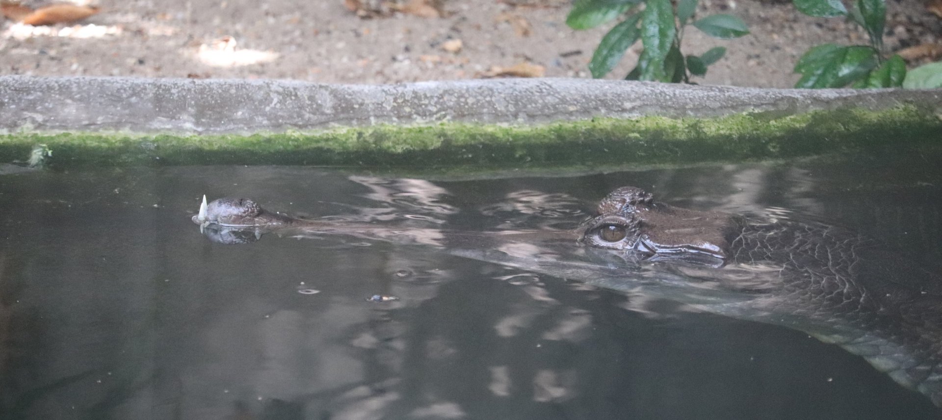 Reptile Discovery Center - Tomistoma - Pip