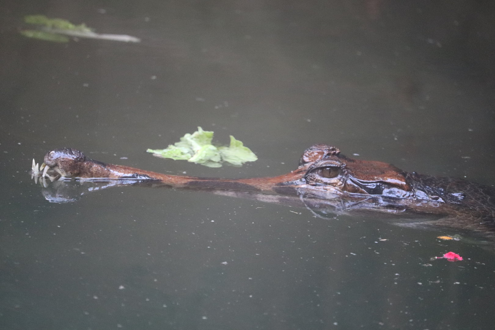 Reptile Discovery Center - Tomistoma