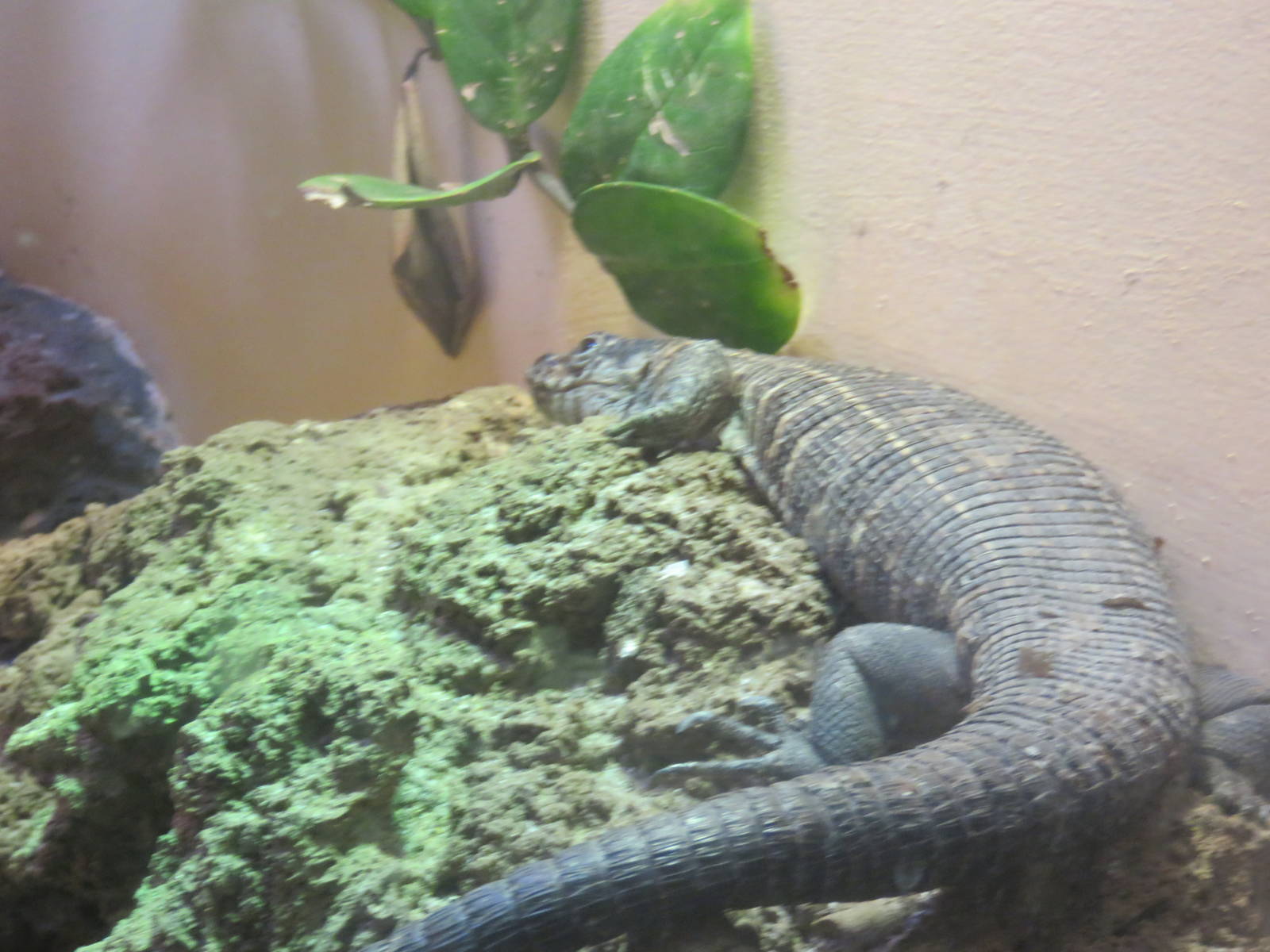 Reptile Discovery Center - Unknown Species