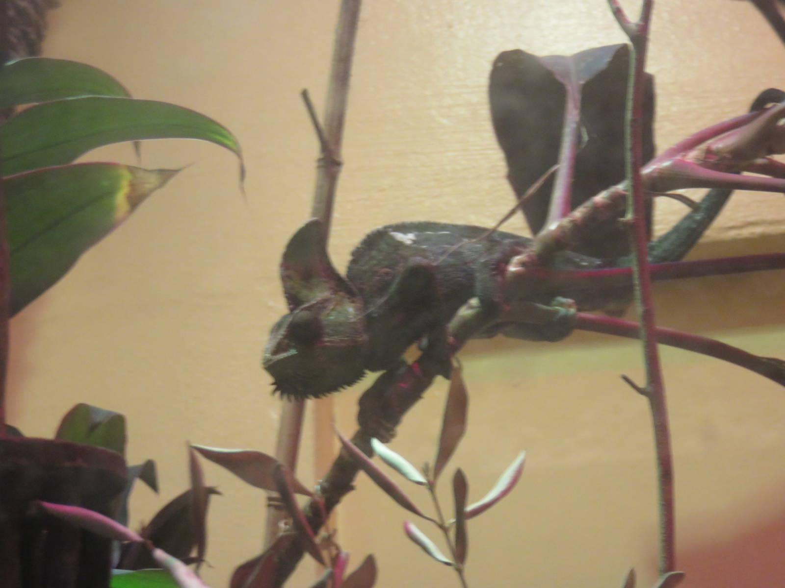Reptile Discovery Center - Veiled chameleon