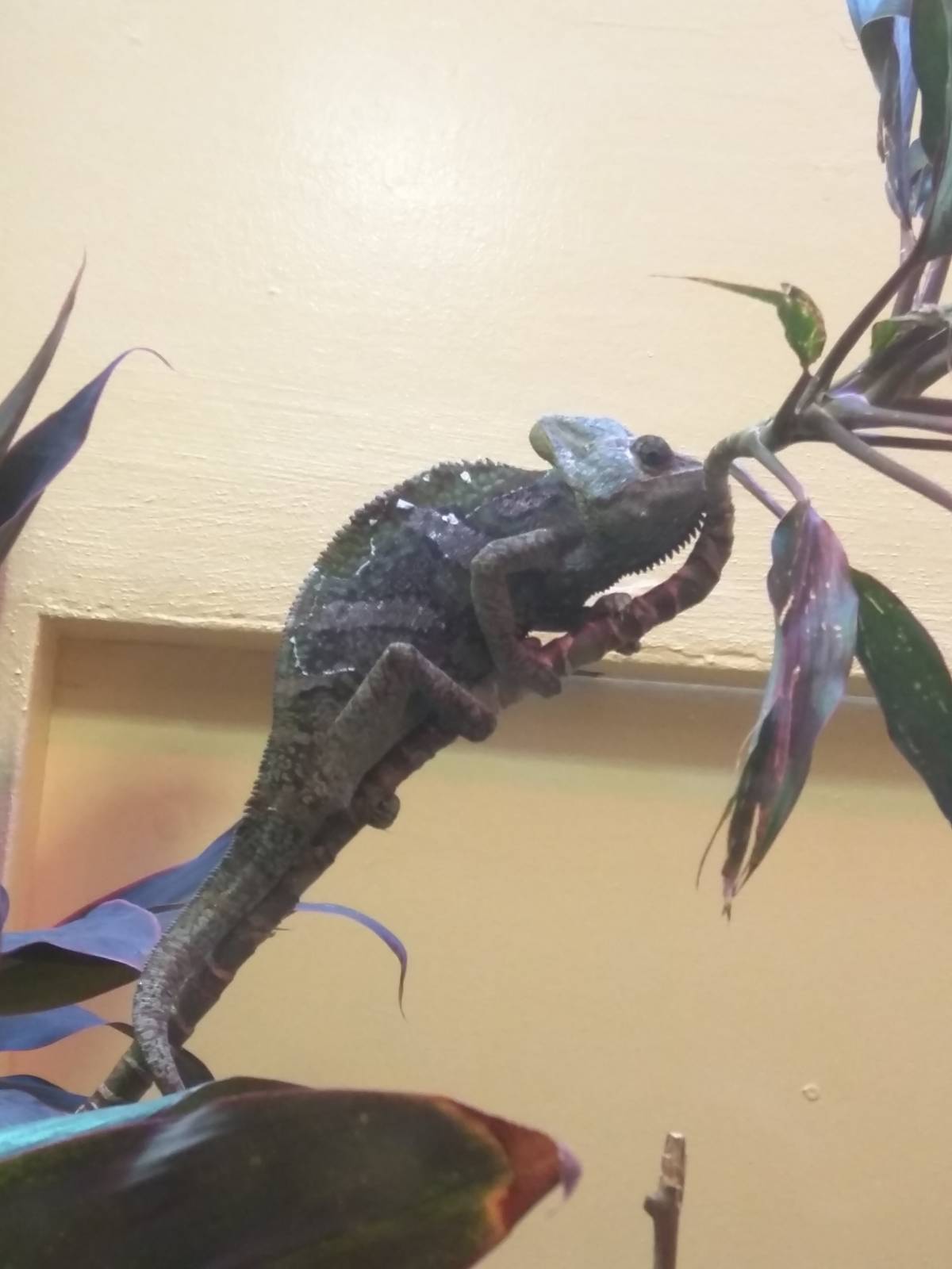 Reptile Discovery Center - Veiled chameleon