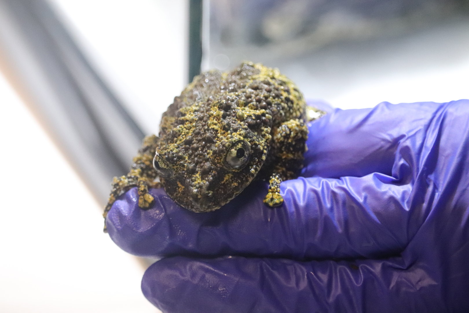 Reptile Discovery Center - Vietnamese Mossy Frog