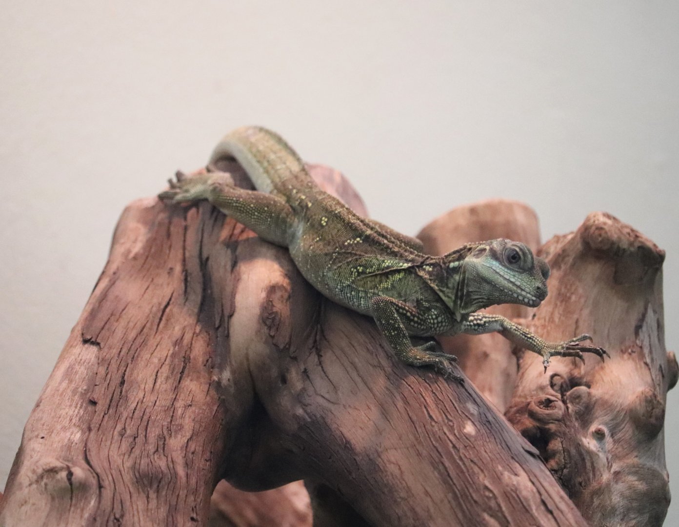 Reptile Discovery Center - Weber's Sailfin Lizard
