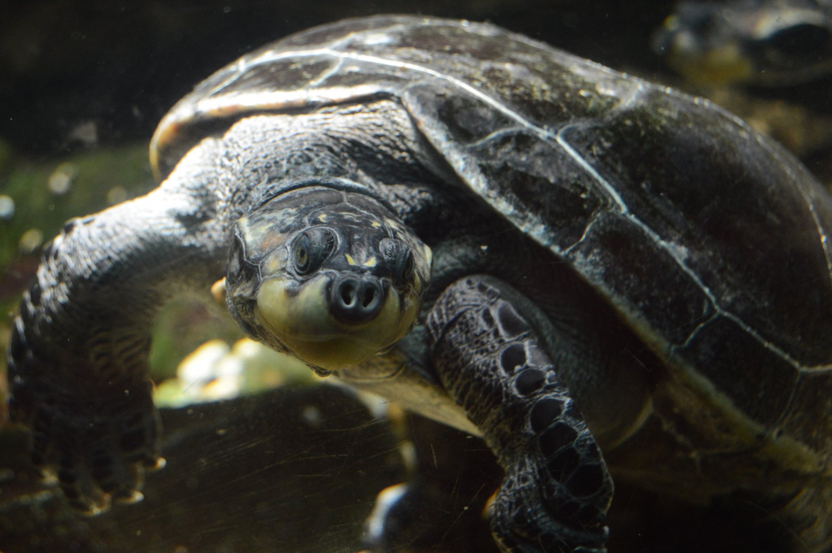 Reptile Discovery Center - Yellow-headed Amazon River Turtle (Podocnemis unifilis)
