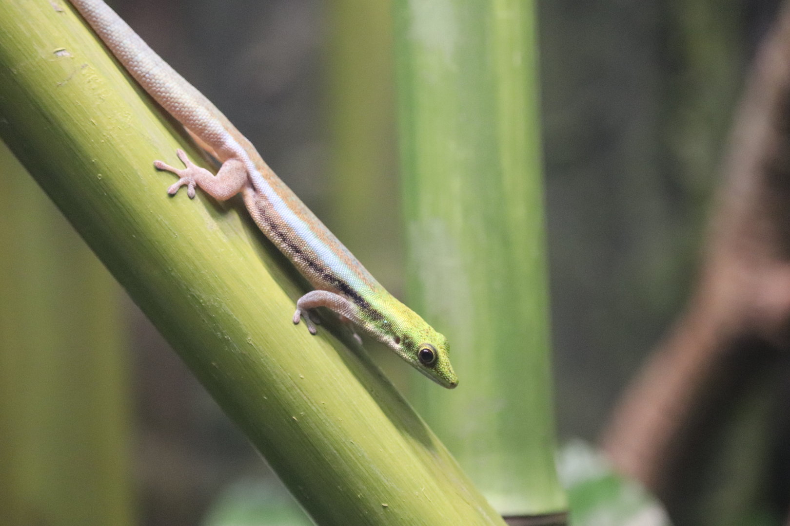 Reptile Discovery Center - Yellow Headed Day Gecko