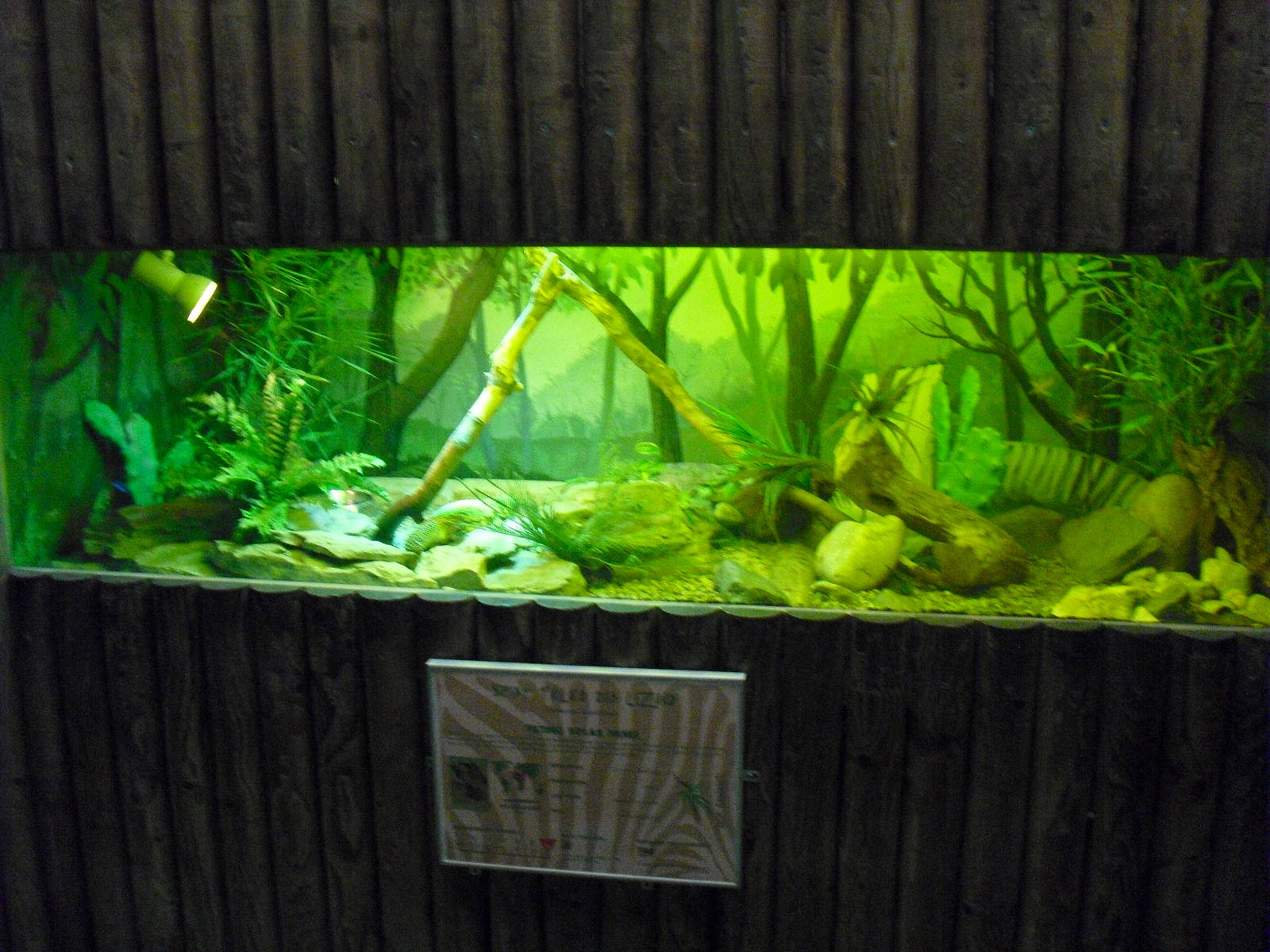 Reptile Display - 01/10/2011