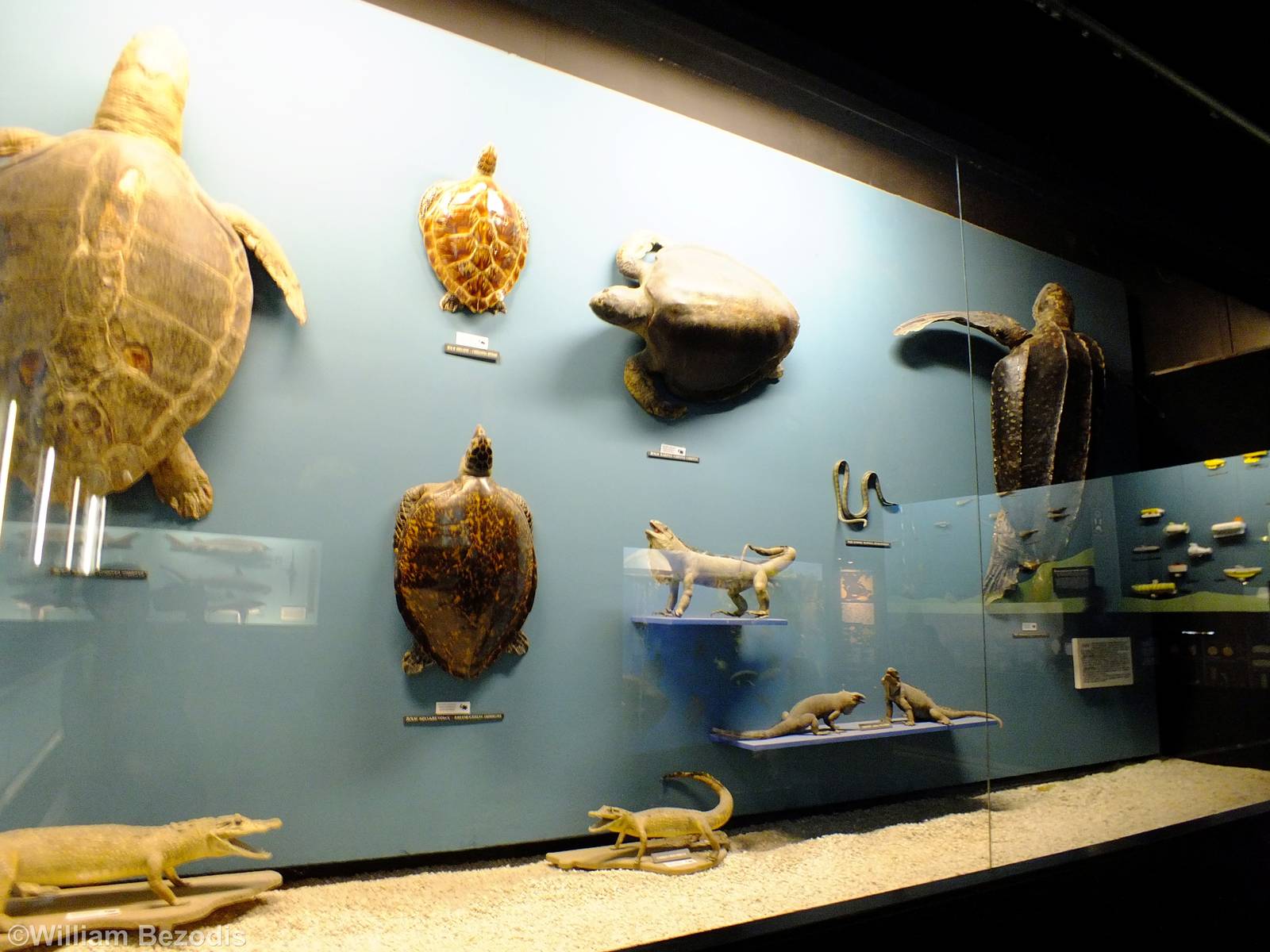 Reptile Display - Gdynia Aquarium