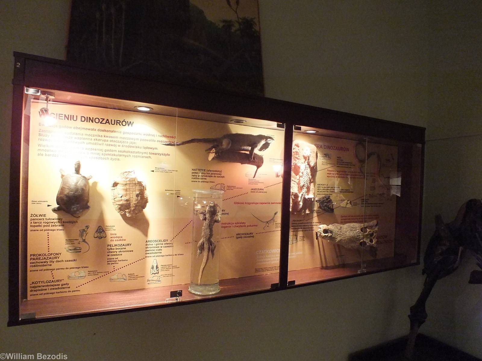 Reptile Display - Warsaw Museum of Evolution