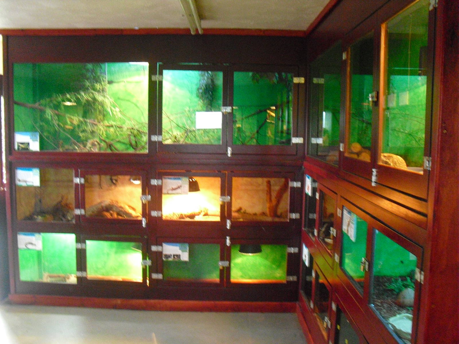 Reptile Displays - 16/10/2011