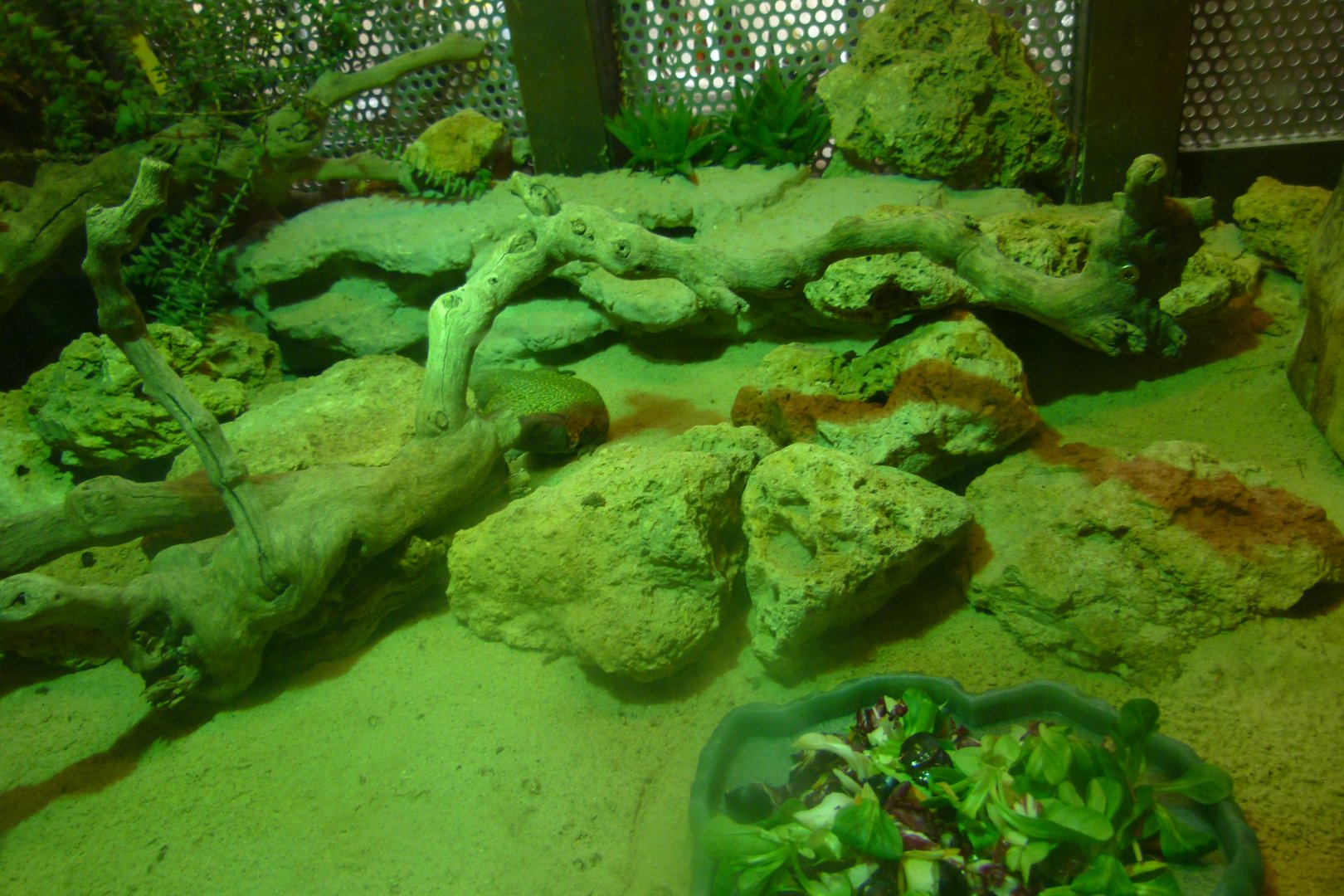 reptile enclosure