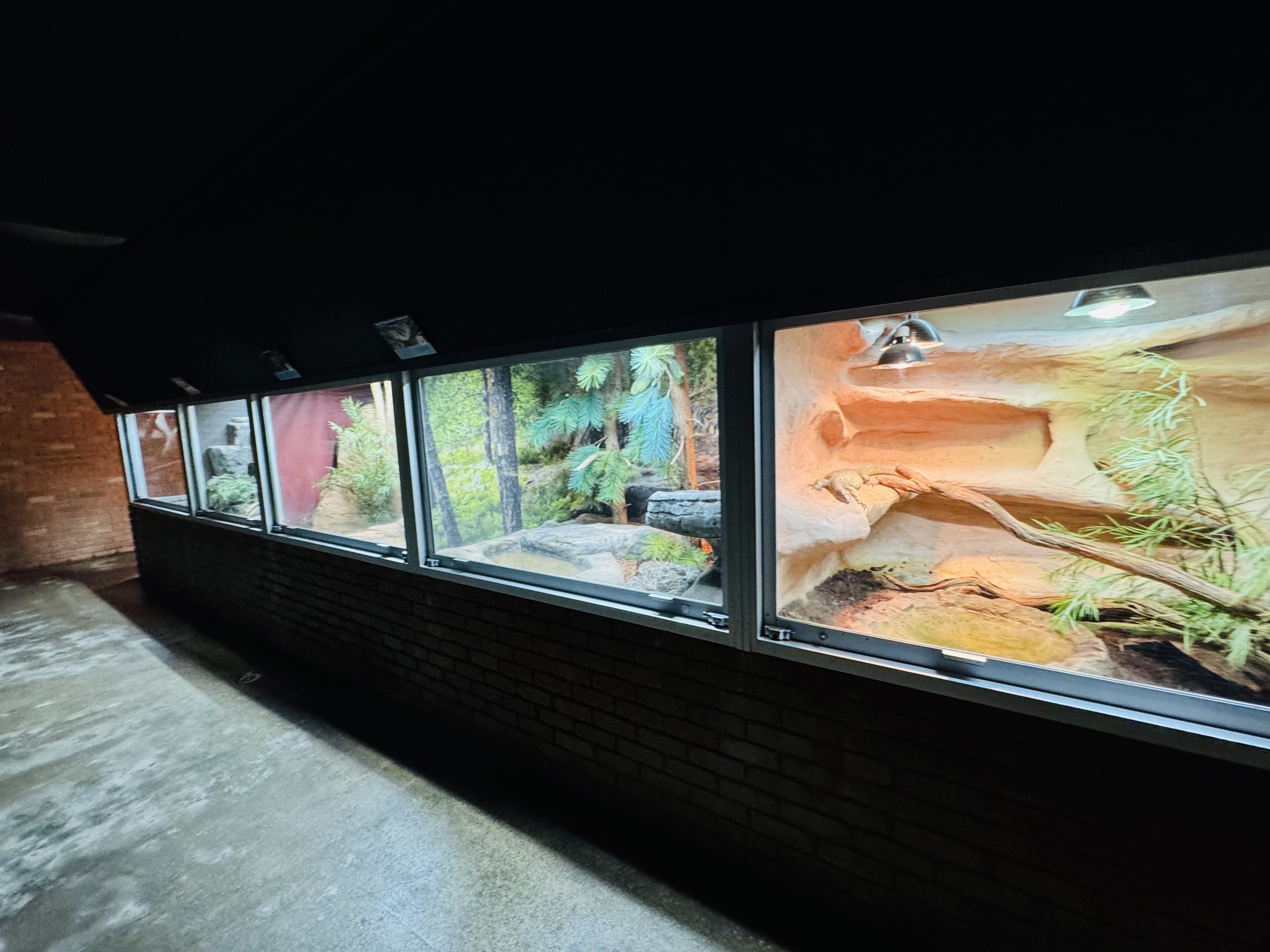 Reptile enclosures towards exit