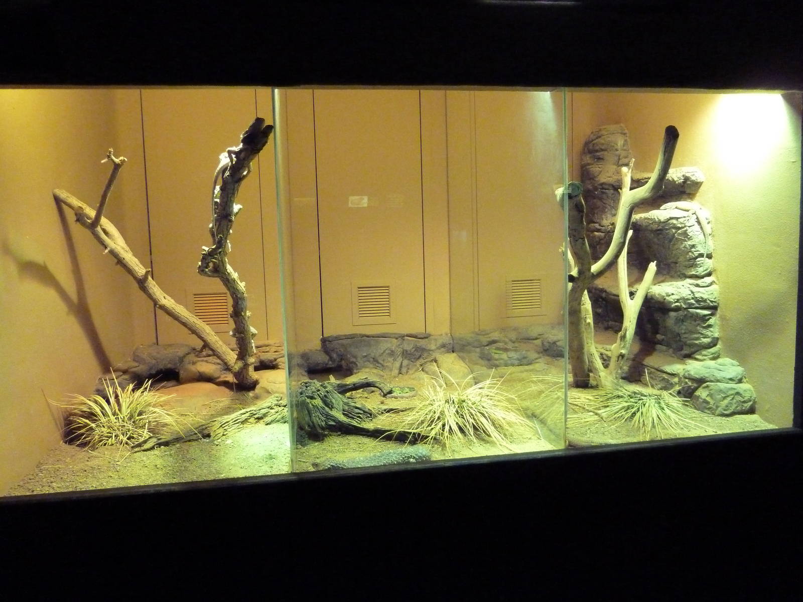 Reptile Encounter - Australian Exhibits