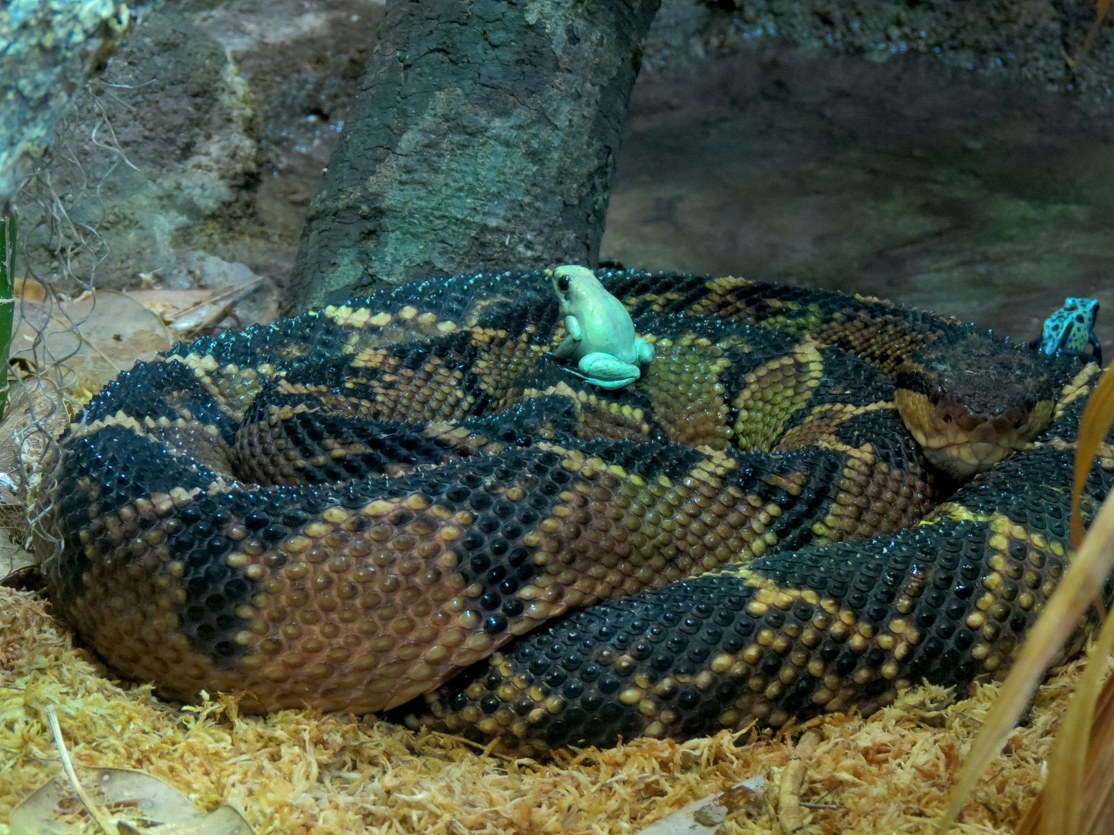 Reptile Encounter - Bushmaster