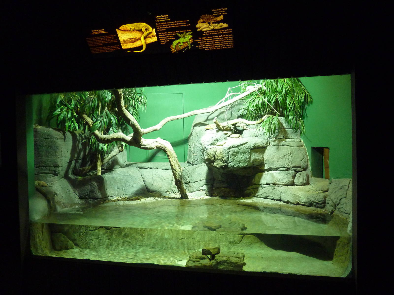 Reptile Encounter - Caiman Lizard/Green Basilisk/Matamata Exhibit