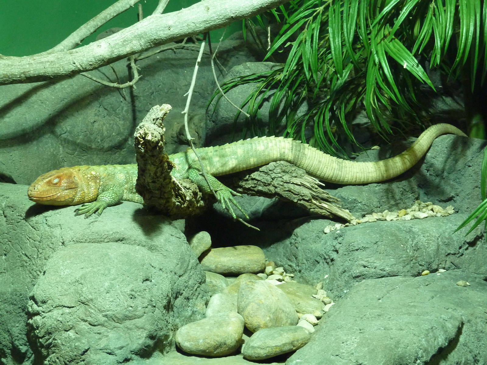 Reptile Encounter - Caiman Lizard