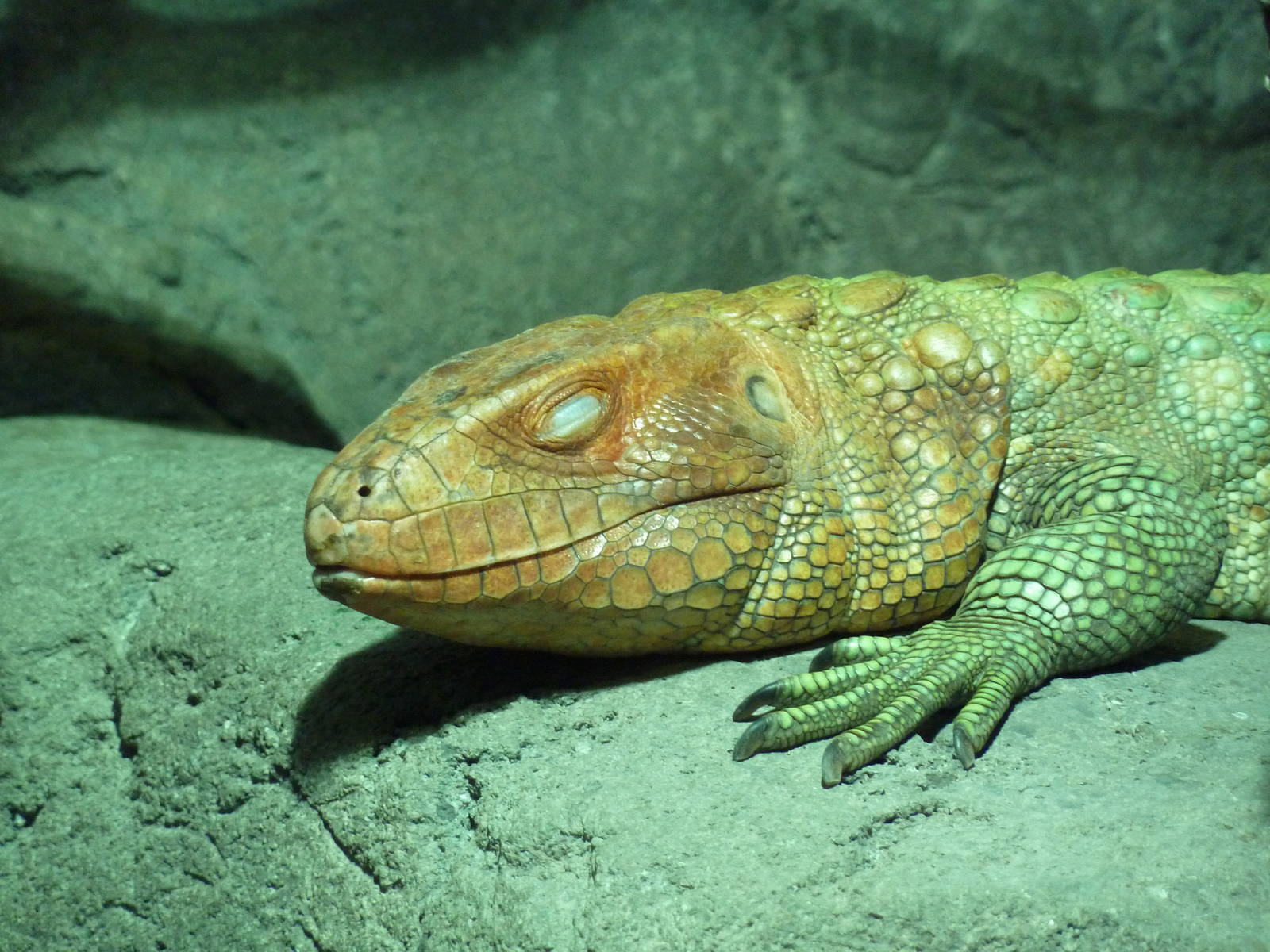 Reptile Encounter - Caiman Lizard