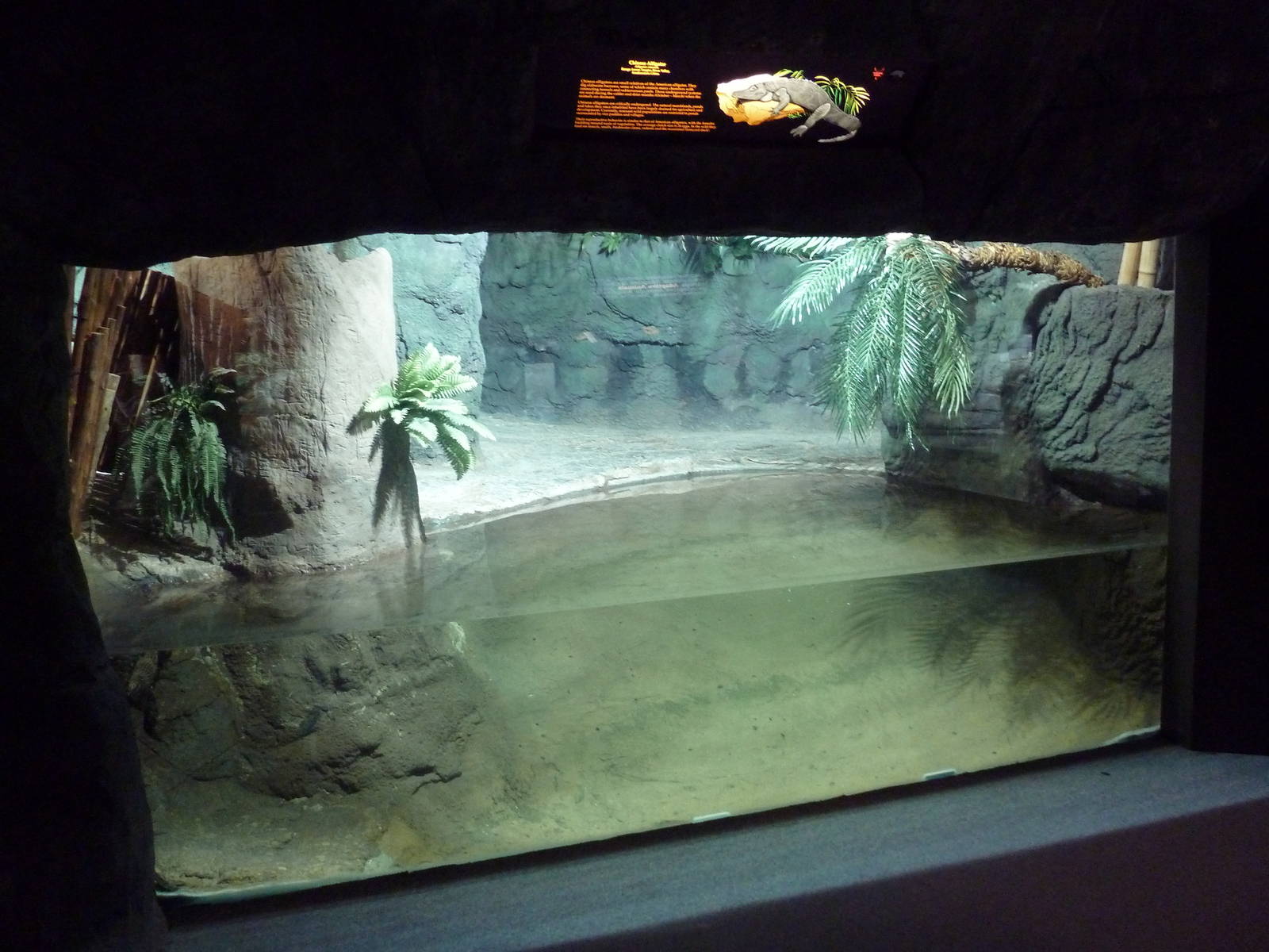 Reptile Encounter - Chinese Alligator Exhibit