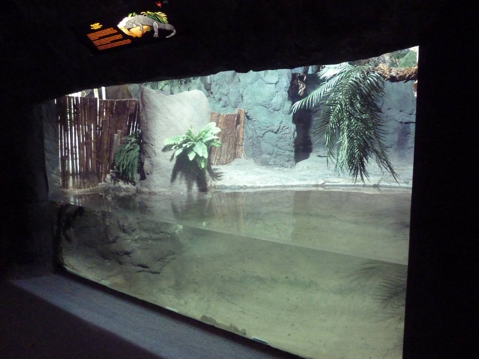 Reptile Encounter - Chinese Alligator Exhibit