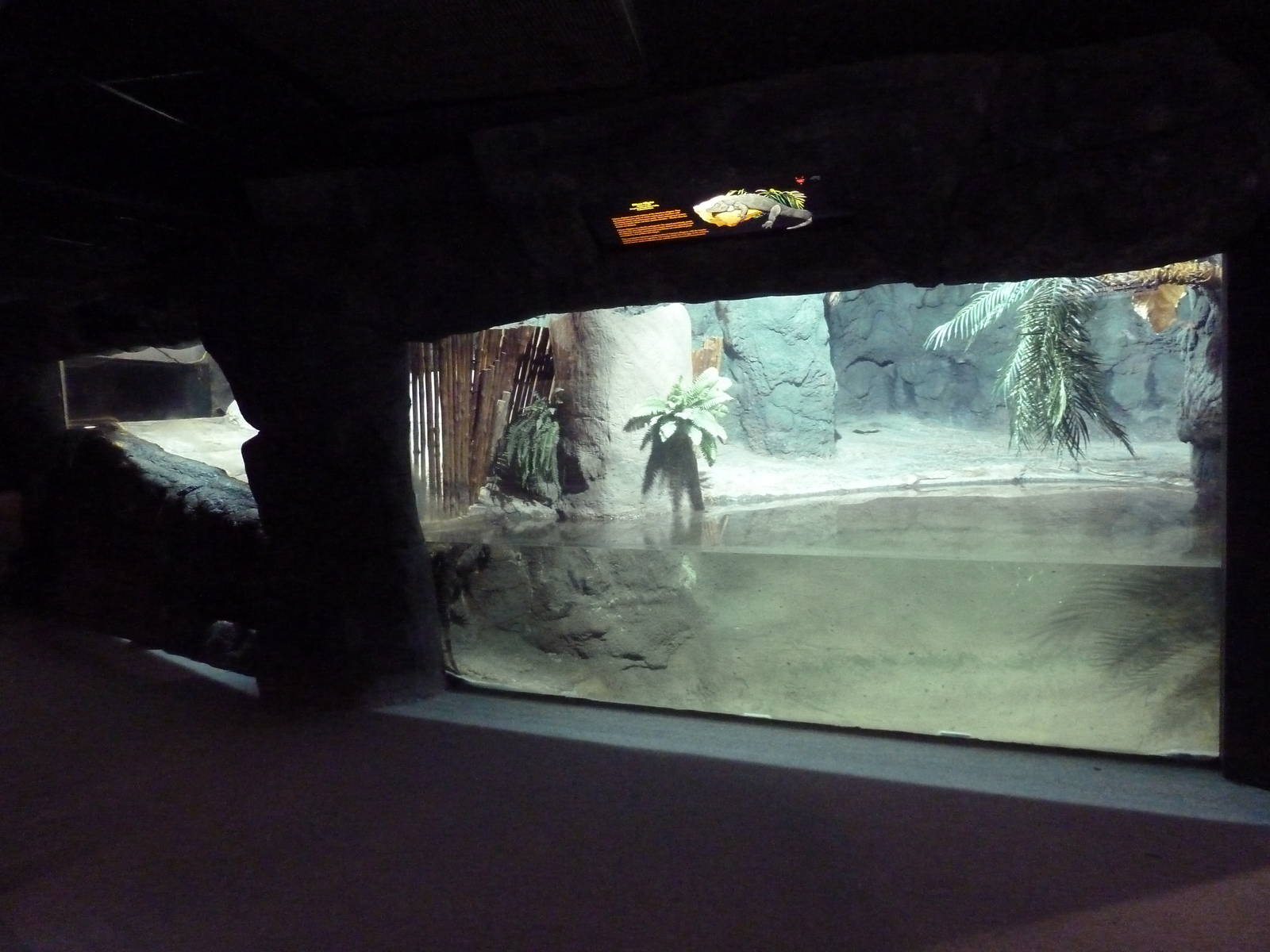 Reptile Encounter - Chinese Alligator Exhibit