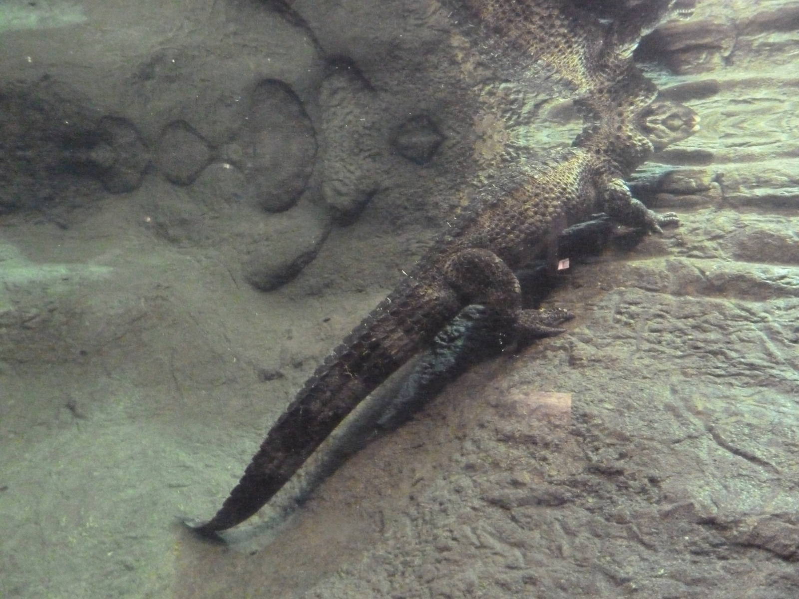 Reptile Encounter - Chinese Alligator