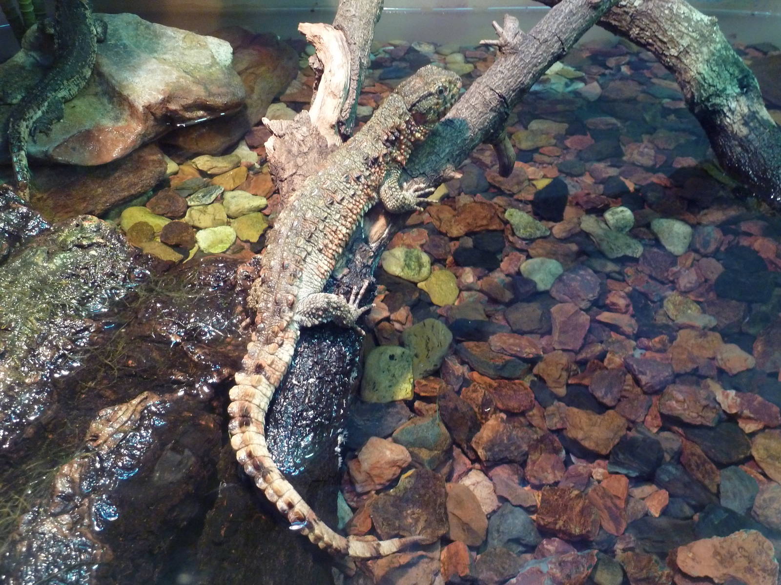 Reptile Encounter - Chinese Crocodile Lizard