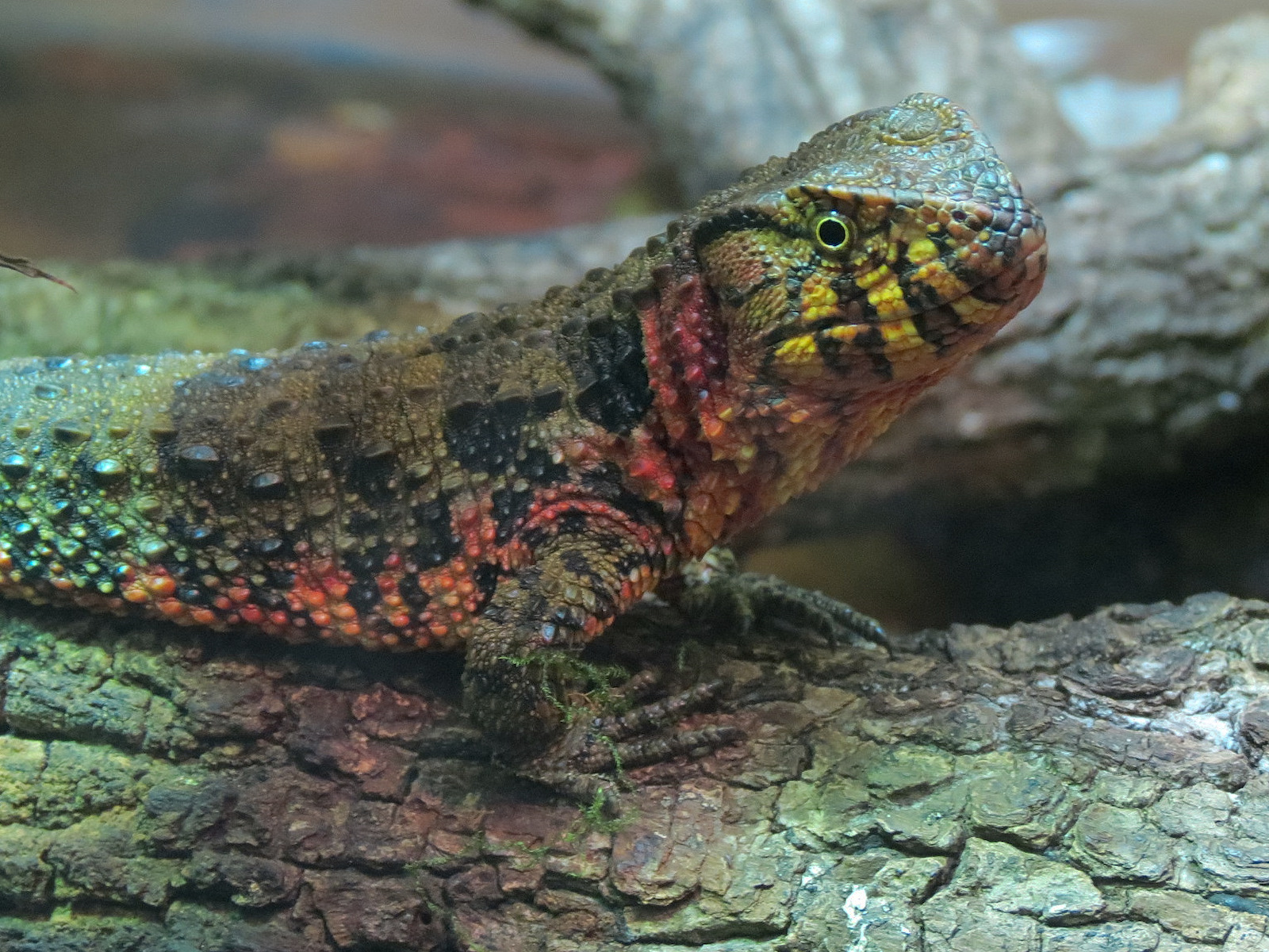 Reptile Encounter - Chinese Crocodile Lizard