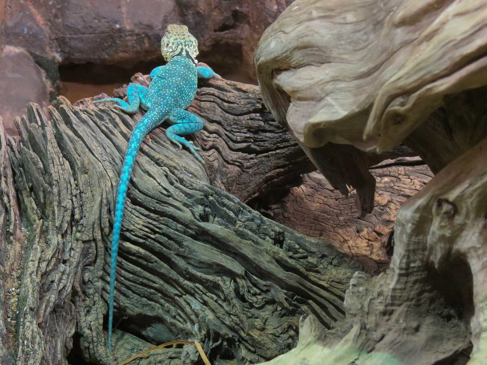Reptile Encounter - Collared Lizard