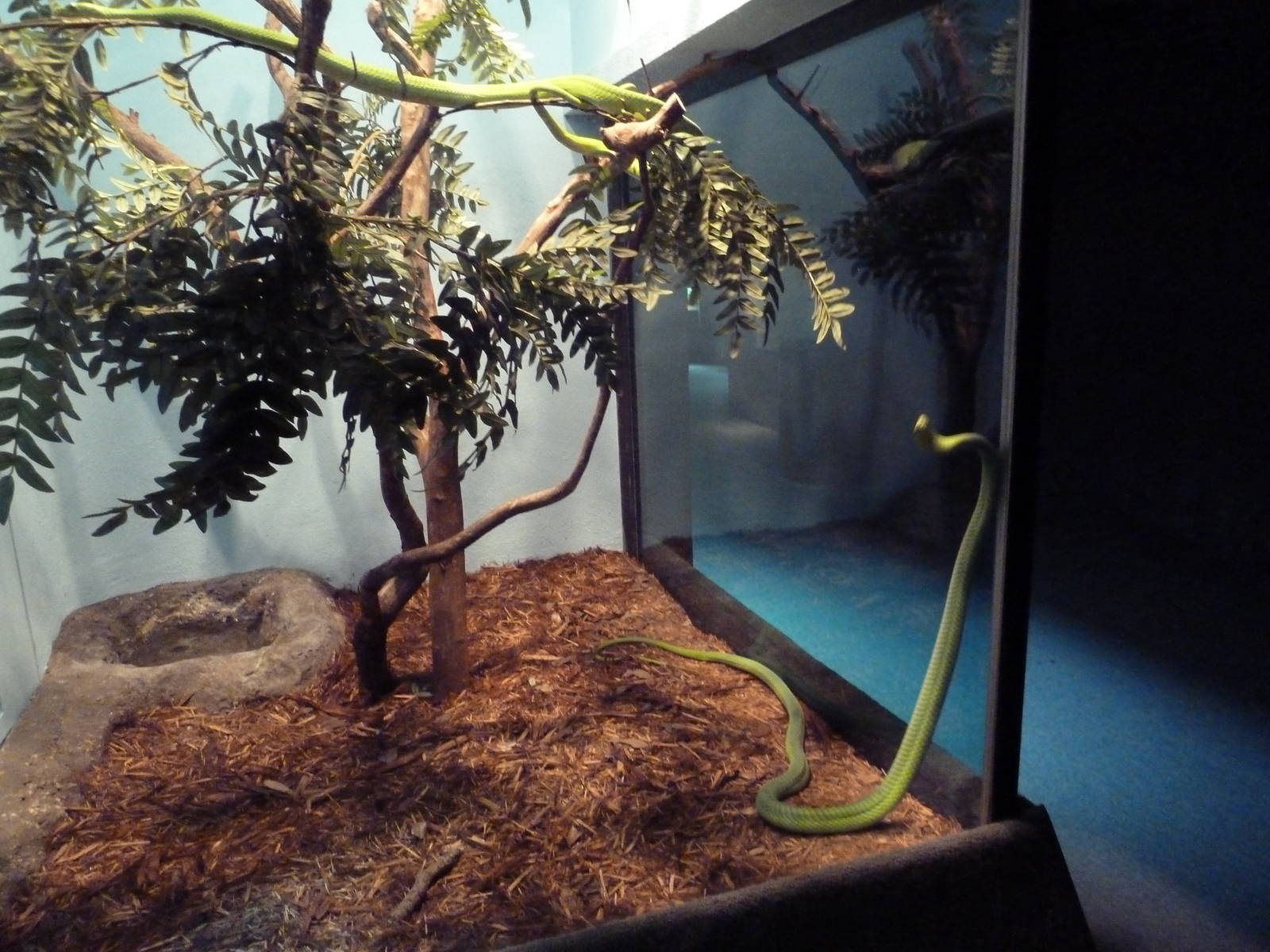 Reptile Encounter - Eastern Green Mamba Exhibit