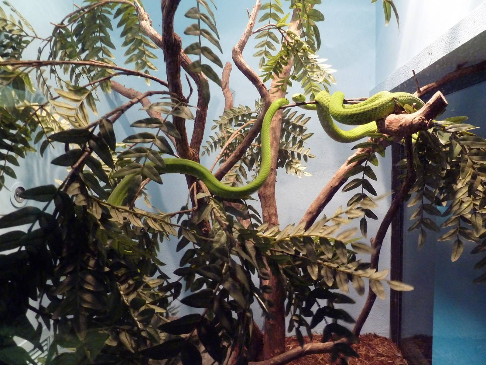 Reptile Encounter - Eastern Green Mambas