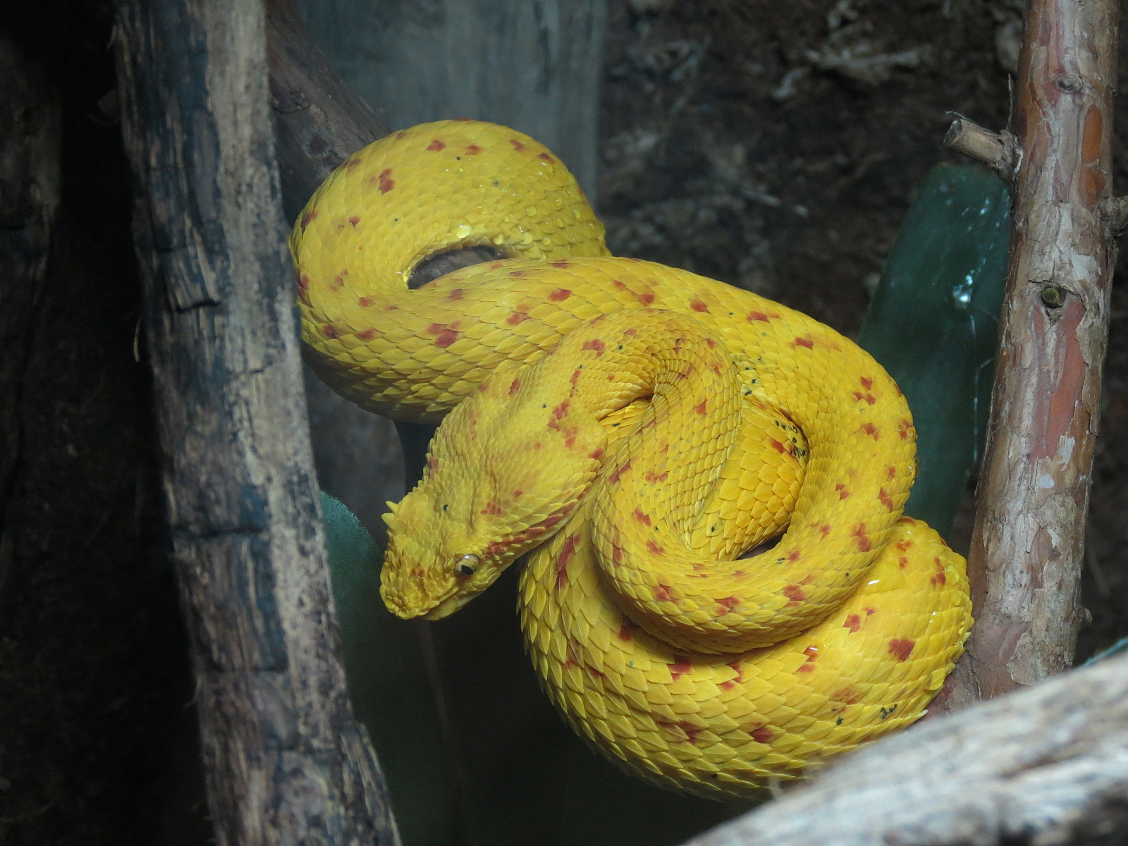 Reptile Encounter - Eyelash Viper