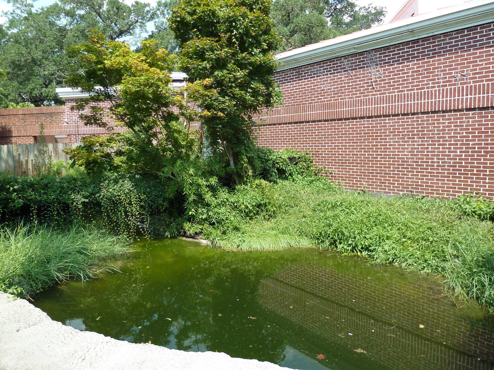 Reptile Encounter - False Gharial Exhibit