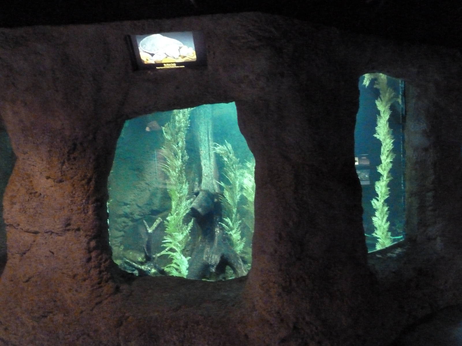 Reptile Encounter - Fly River Turtle Exhibit