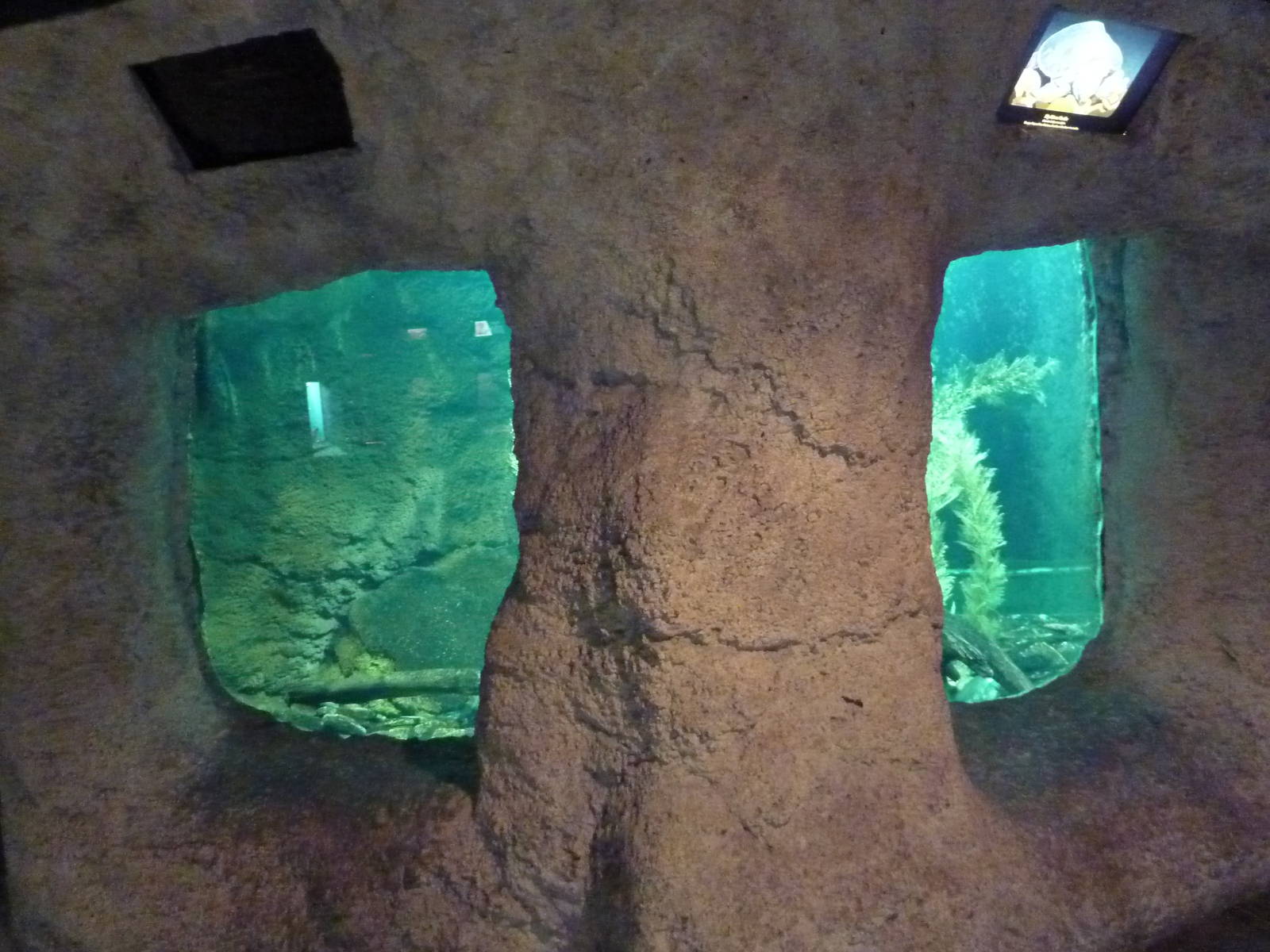 Reptile Encounter - Fly River Turtle Exhibit