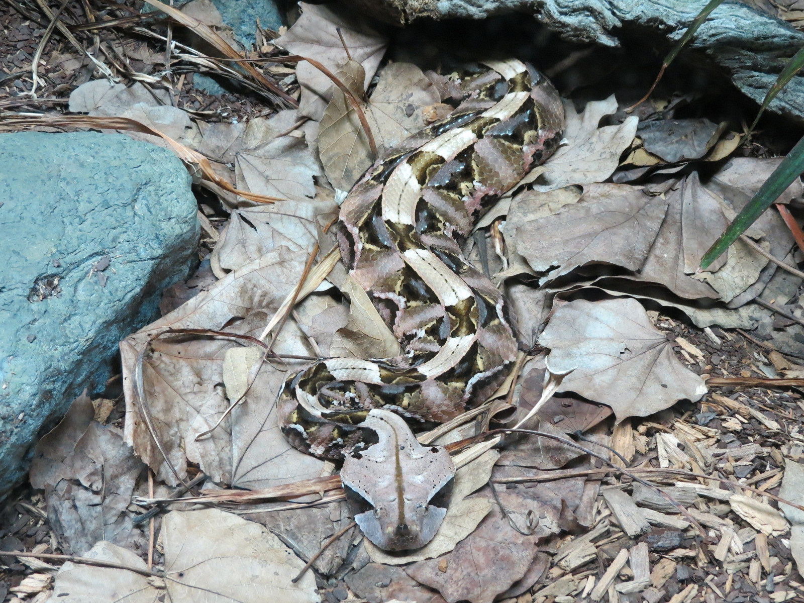 Reptile Encounter - Gaboon Viper