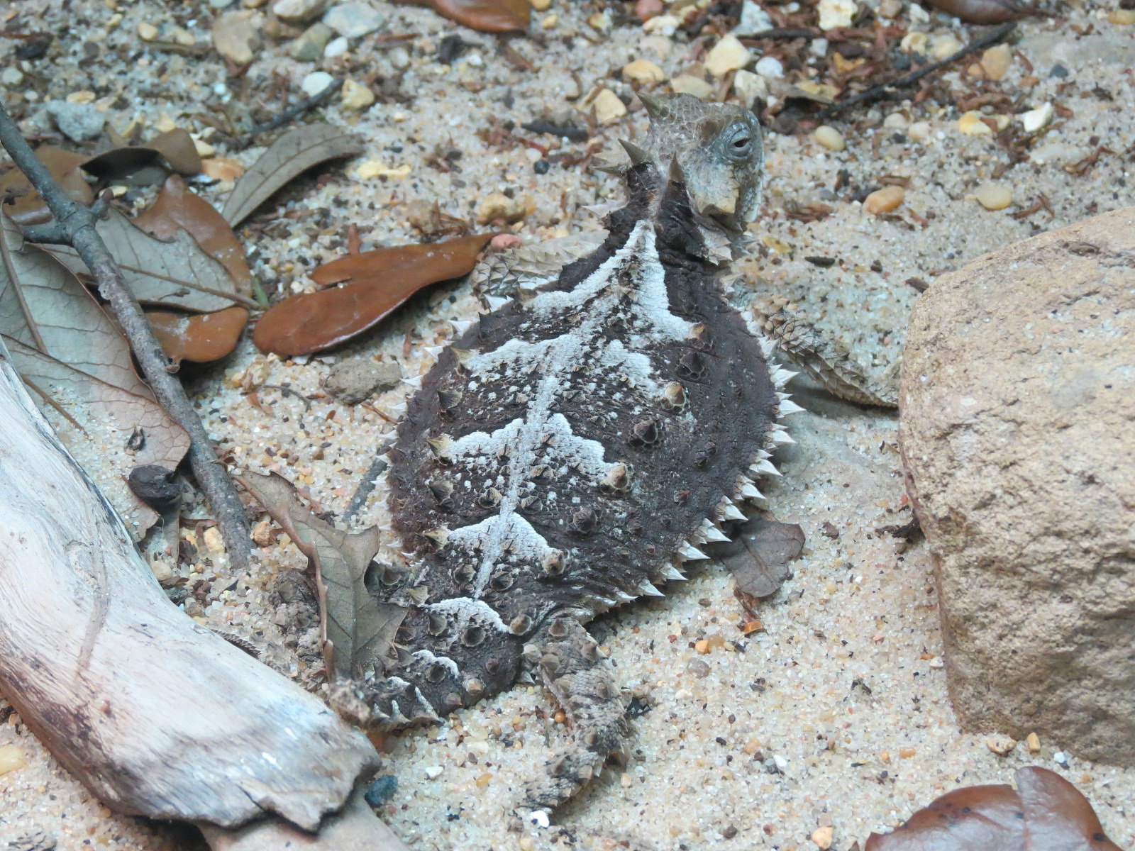 Reptile Encounter - Giant Horned Lizard
