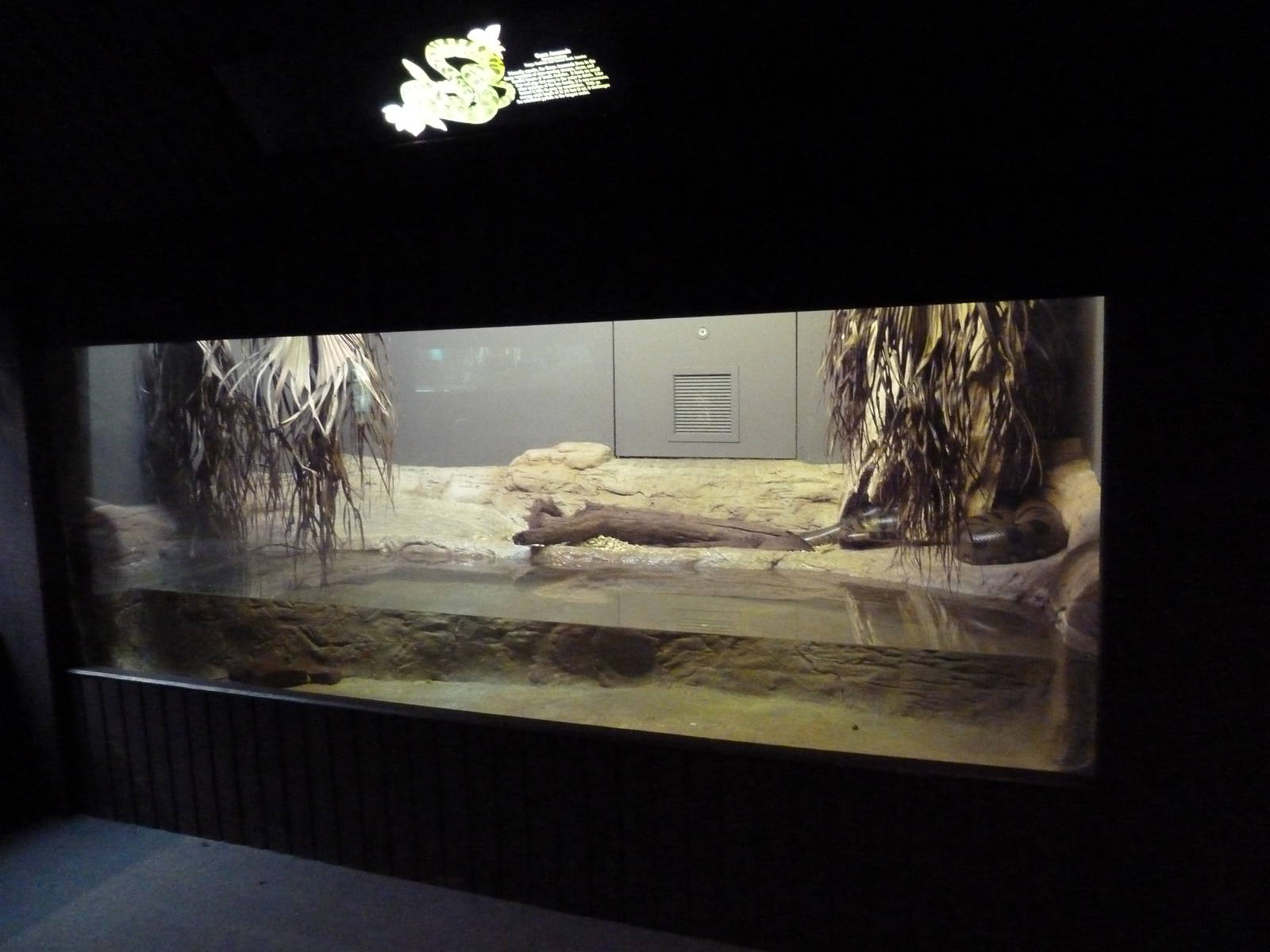 Reptile Encounter - Green Anaconda Exhibit