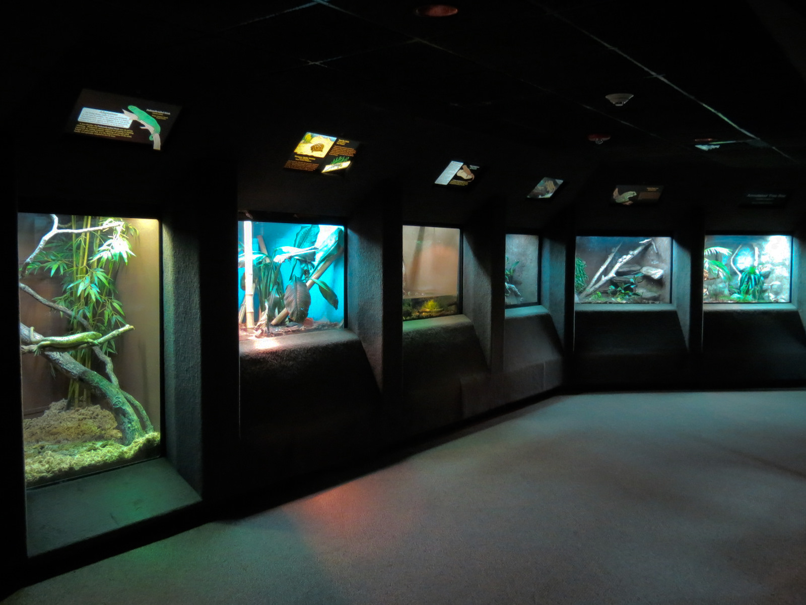 Reptile Encounter - Interior Exhibits