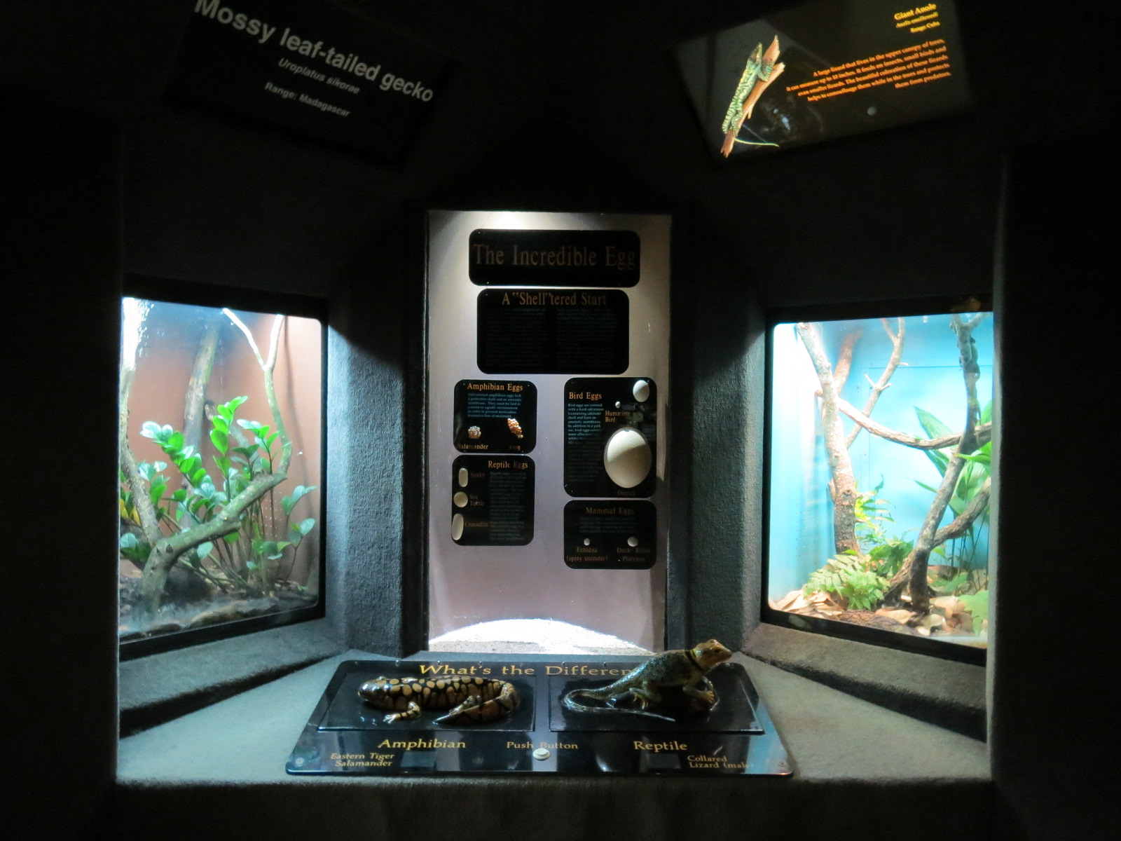 Reptile Encounter - Interior Exhibits