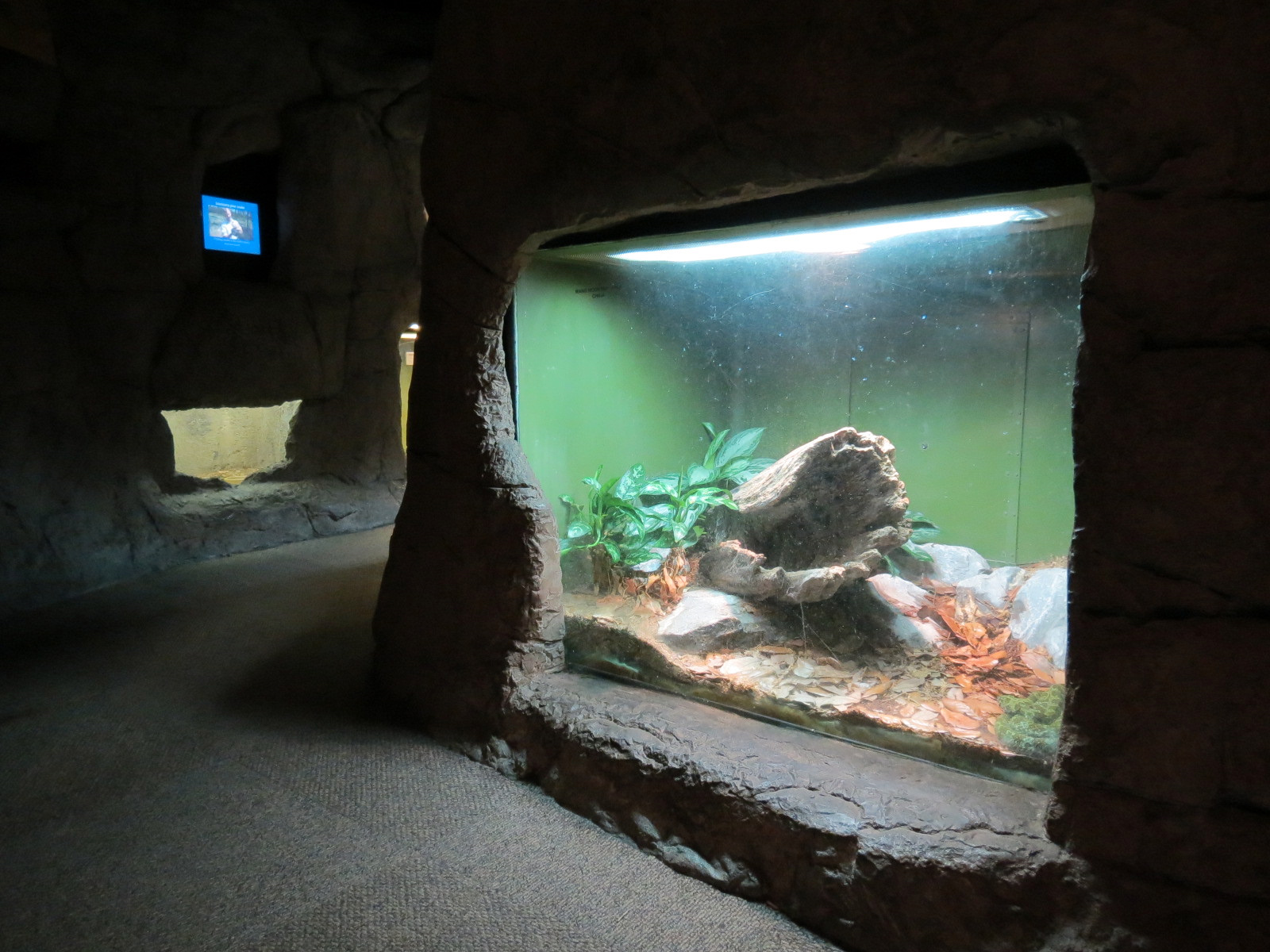 Reptile Encounter - Interior Exhibits